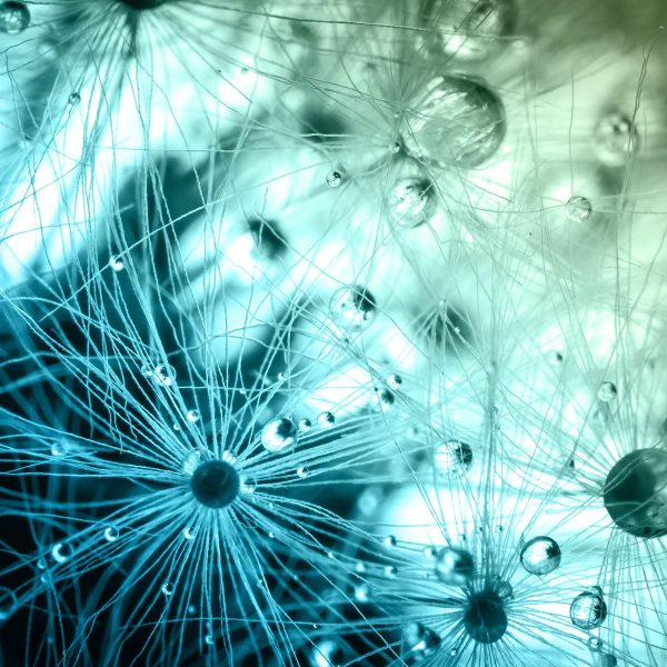 Wassertropfen auf Grashalmen, Glasbild Quadratisch Online-Schn?ppchen – Bild 5
