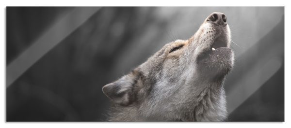 Heulender Wolf Nahaufnahme B&W Detail, Glasbild Panorama Mode