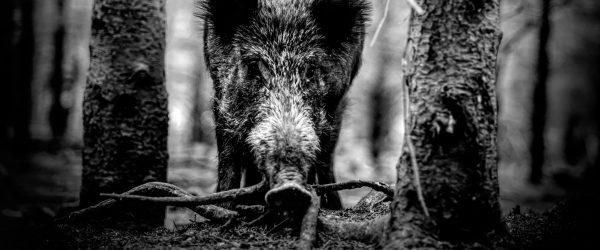Nahaufnahme Wildschwein im Wald, Monochrome, Glasbild Panorama Online-Verkauf – Bild 5