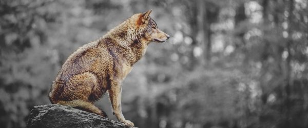 Wolf sitzt auf einem Stein im Herbstwald B&W Detail, Glasbild Panorama Angebot – Bild 5