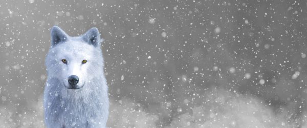 Majestätischer weißer Wolf im Schnee B&W Detail, Glasbild Panorama Schn?ppchen – Bild 5